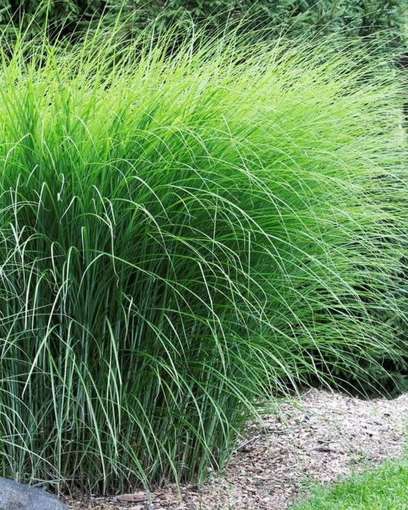 Miskantas 'Gracillimus'