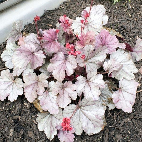 Alūnė ‘Silver Gumdrop’