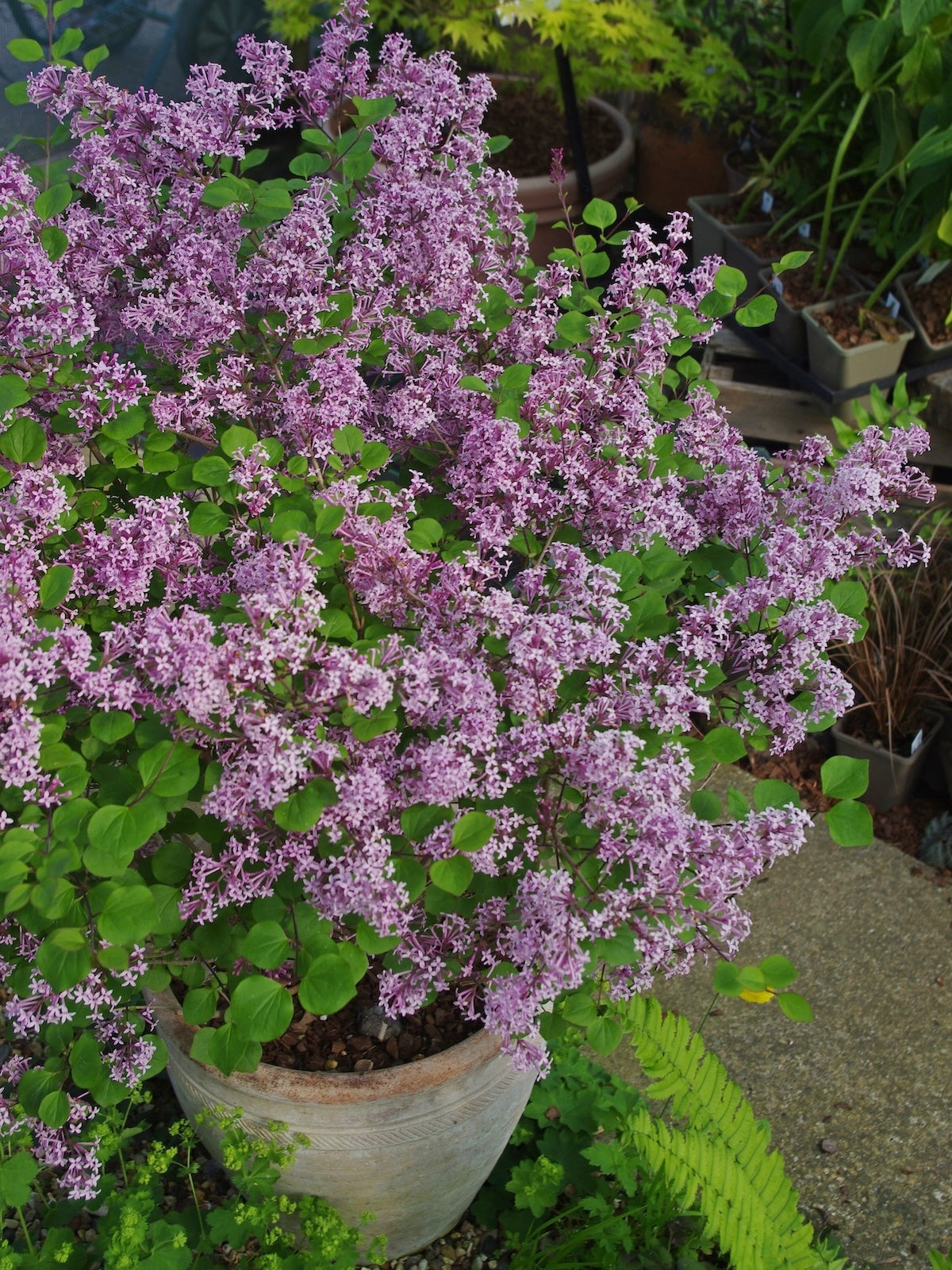 Alyva mejerio 'Palibin'