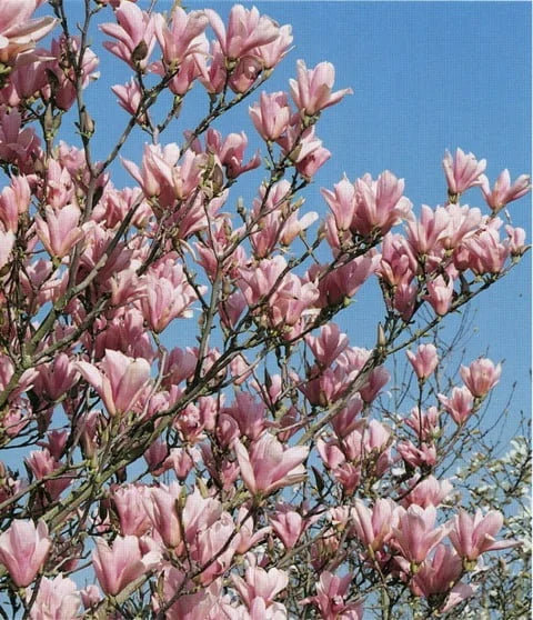 Magnolija 'Amabilis'