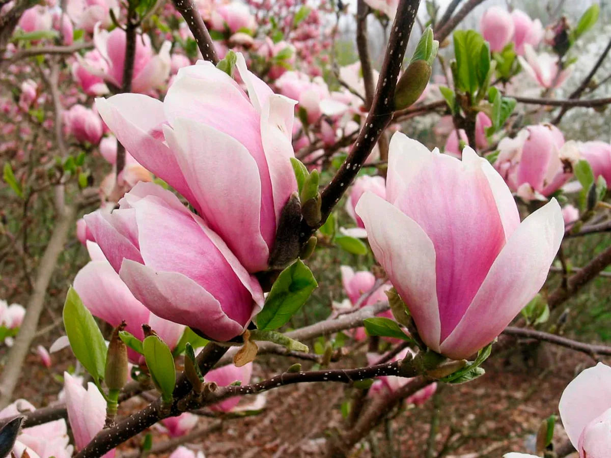 Magnolija 'Amabilis'