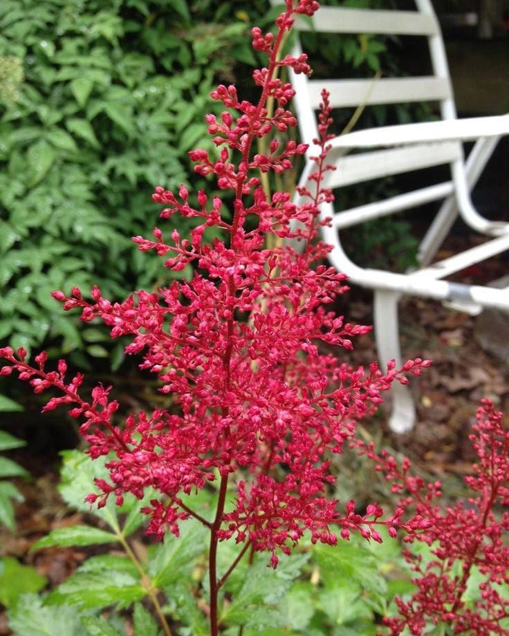 Astilbė 'Red Sentinel'