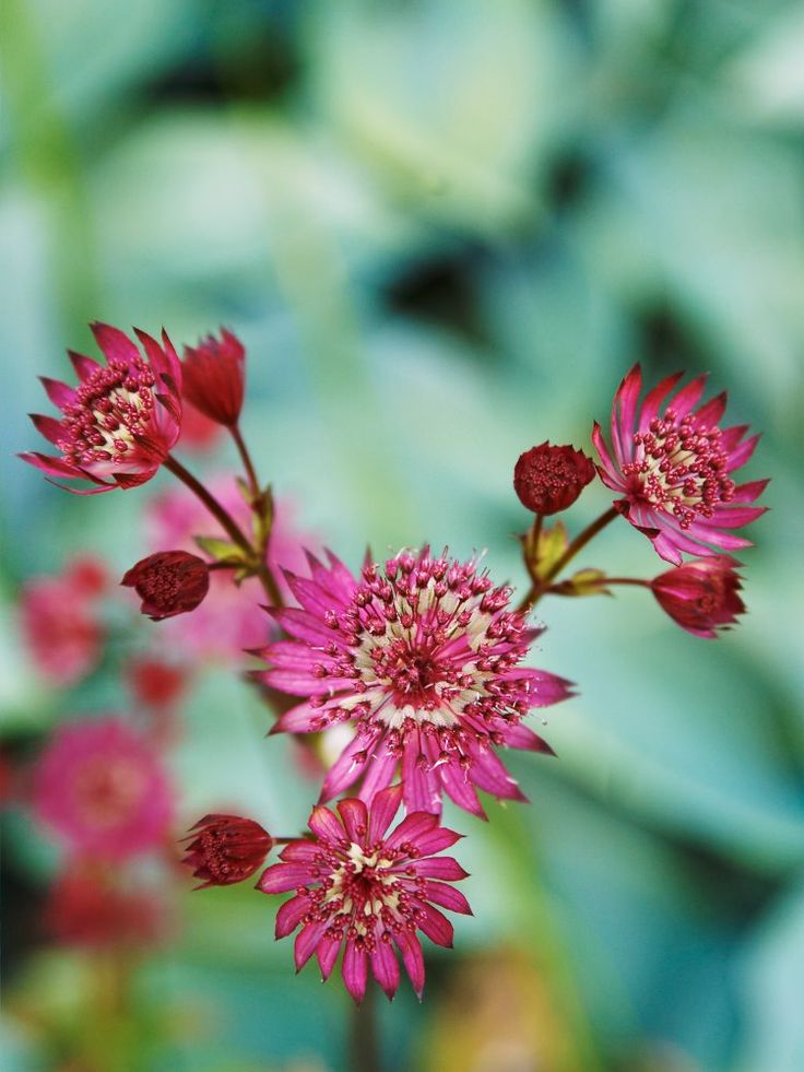 Astrancija 'Red Button'