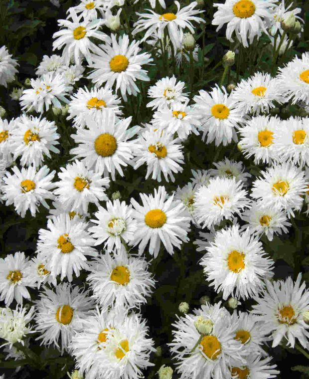 Baltagalvė ramunė ‘Crazy Daisy'