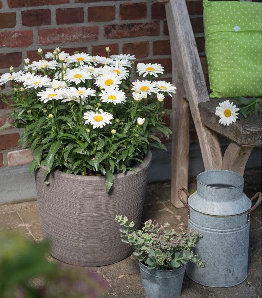 Baltagalvė ramunė ‘Sweet Daisy™ Christine’