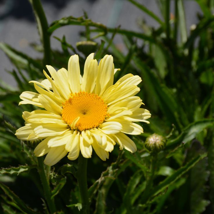 Baltagalvė ramunė ‘Sweet Daisy Izabel’