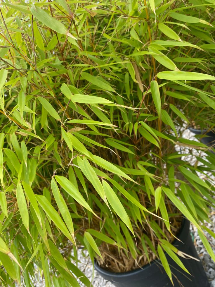 Bambukas ‘Gansu’