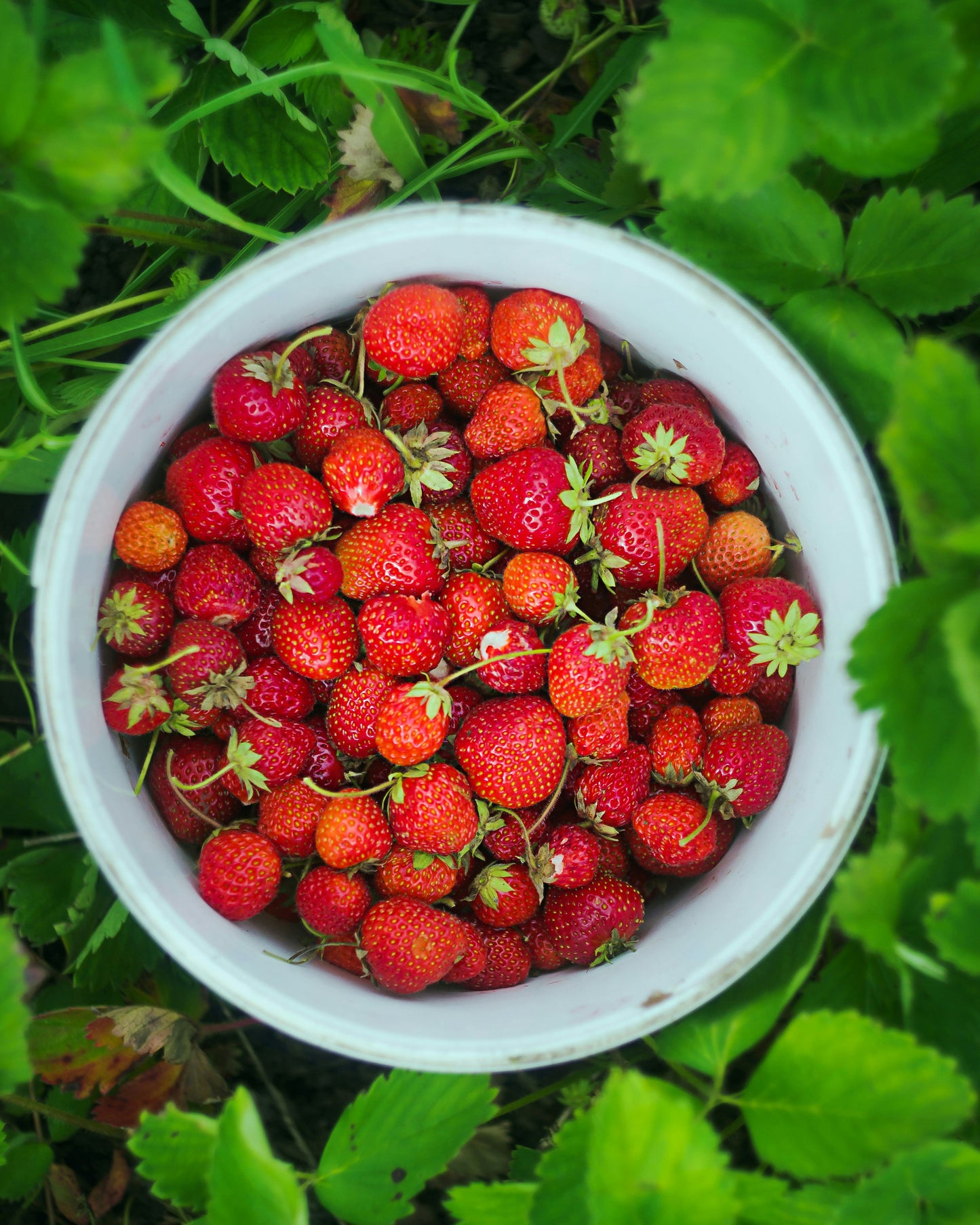 Braškių daigai ‘Honeoye’