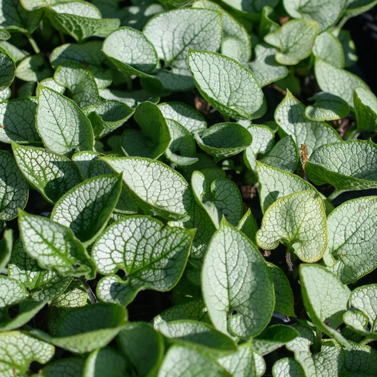 Brunera ‘Silver Heart’