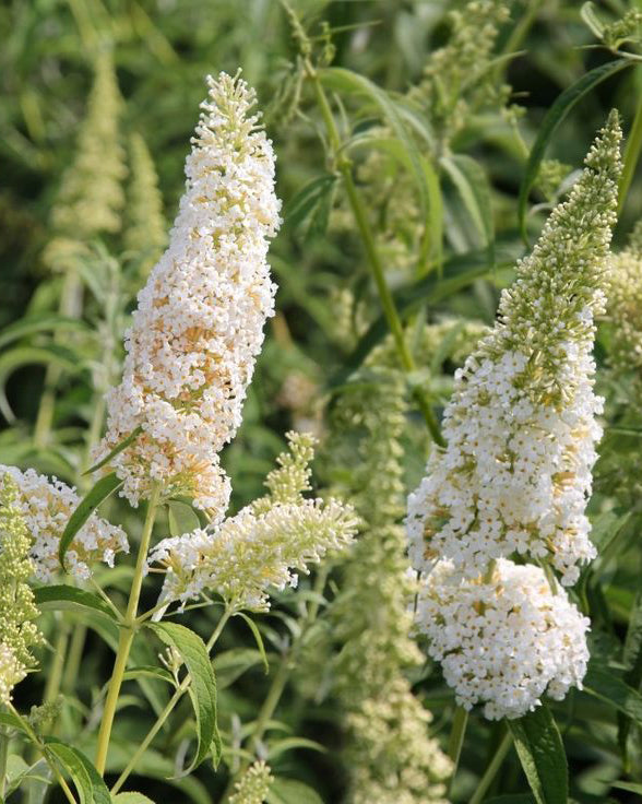 Budlėja ‘White Profusion’