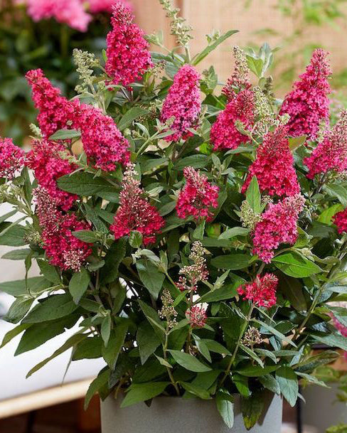 Budlėja ‘Butterfly Candy Little Ruby’