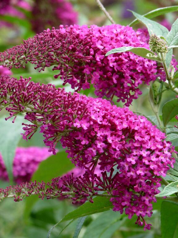 Budlėja ‘Summer Beauty’