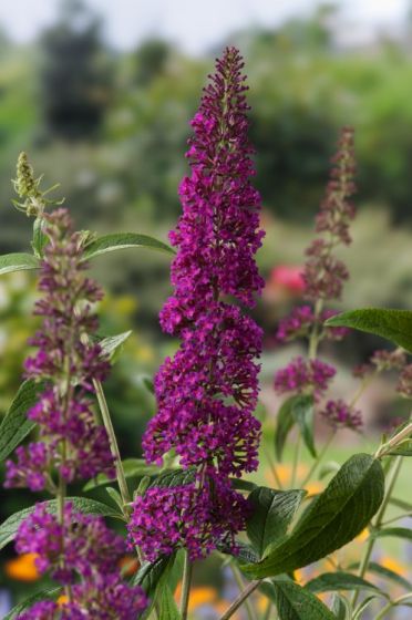 Budlėja ‘Summer Beauty’