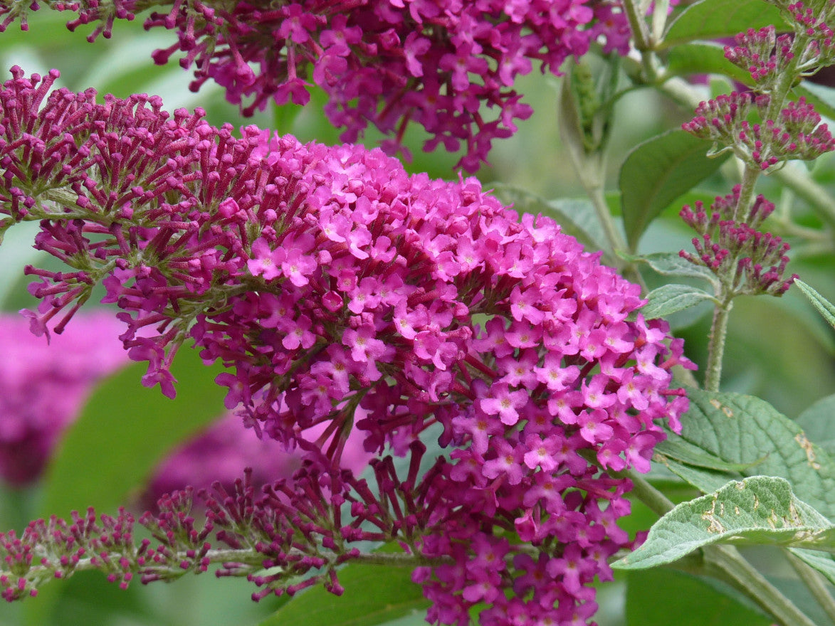 Budlėja ‘Summer Beauty’