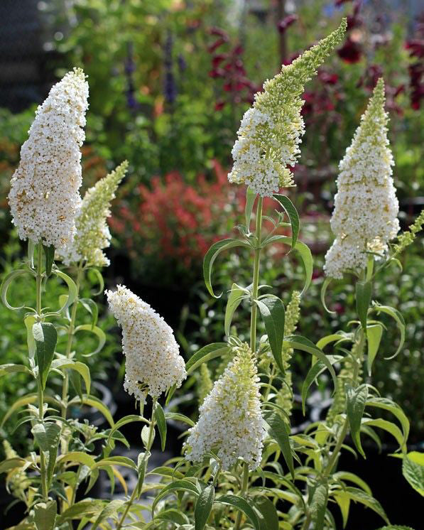Budlėja ‘White Profusion’