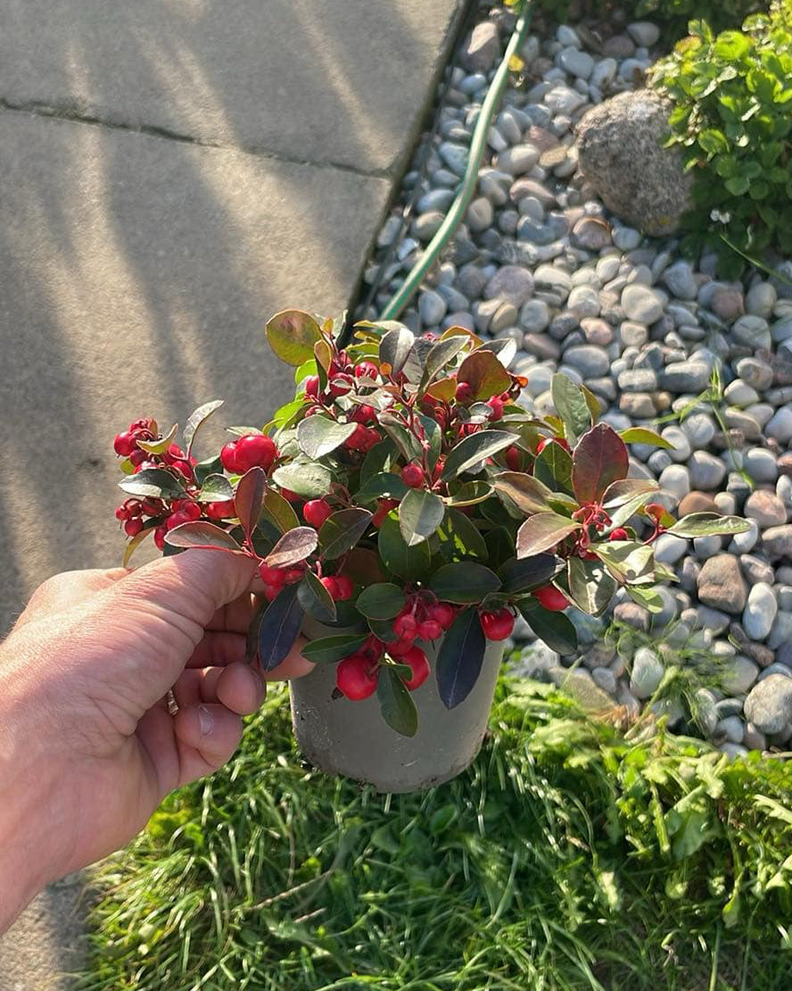 Dekoratyvinė spanguolė