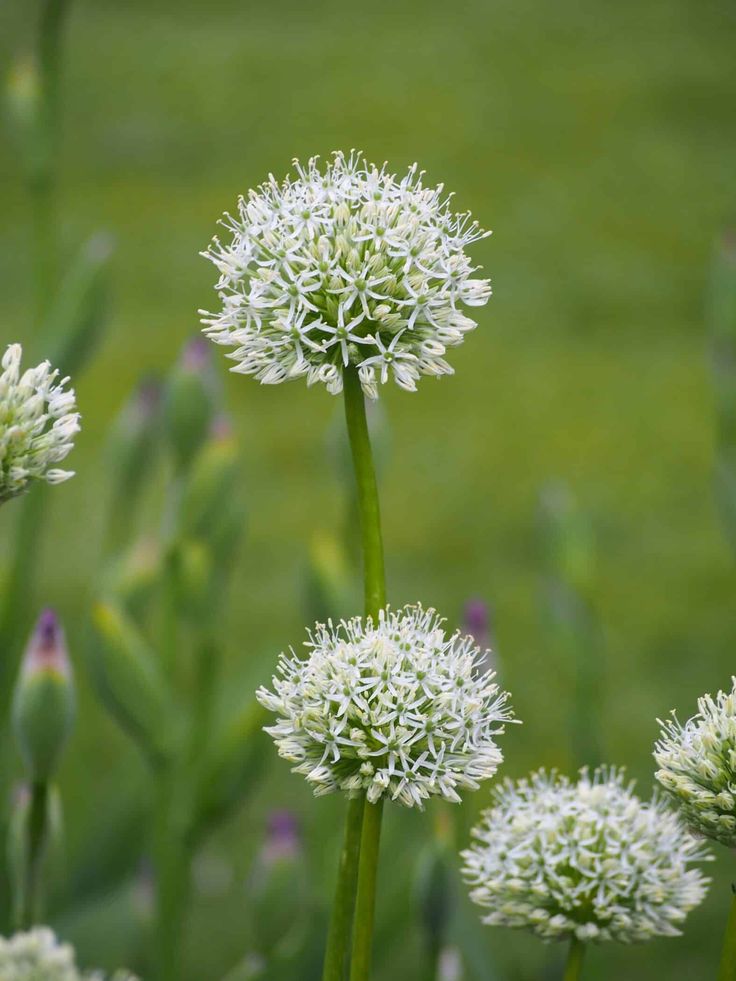 Dekoratyvinis česnakas 'Mount Everest'