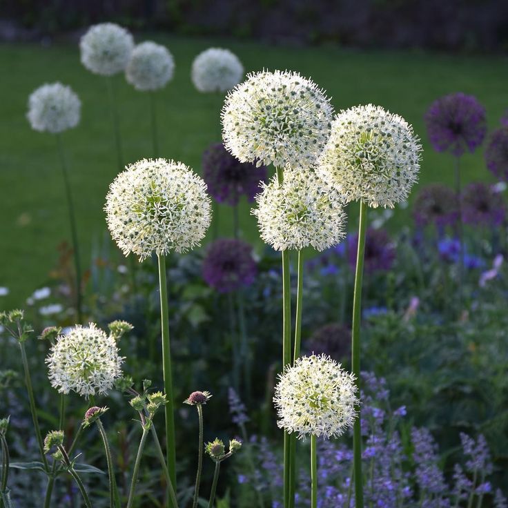 Dekoratyvinis česnakas 'Mount Everest'