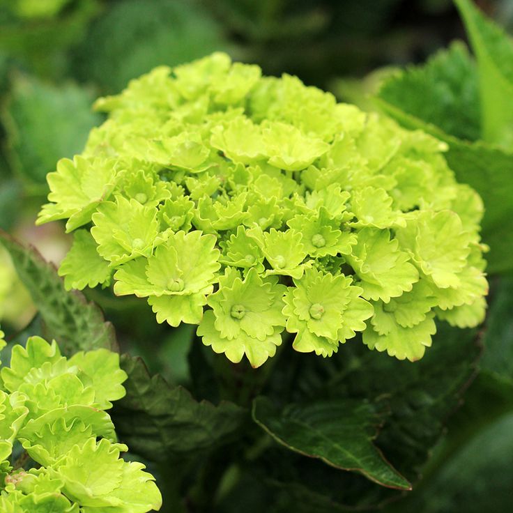 Didžialapė hortenzija Rembrandt Vibrant Verde