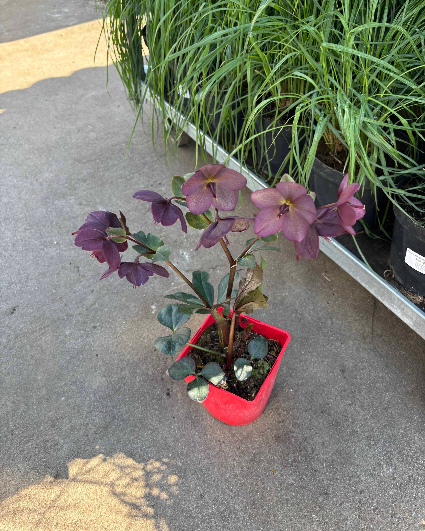 Eleboras 'Roses Red'