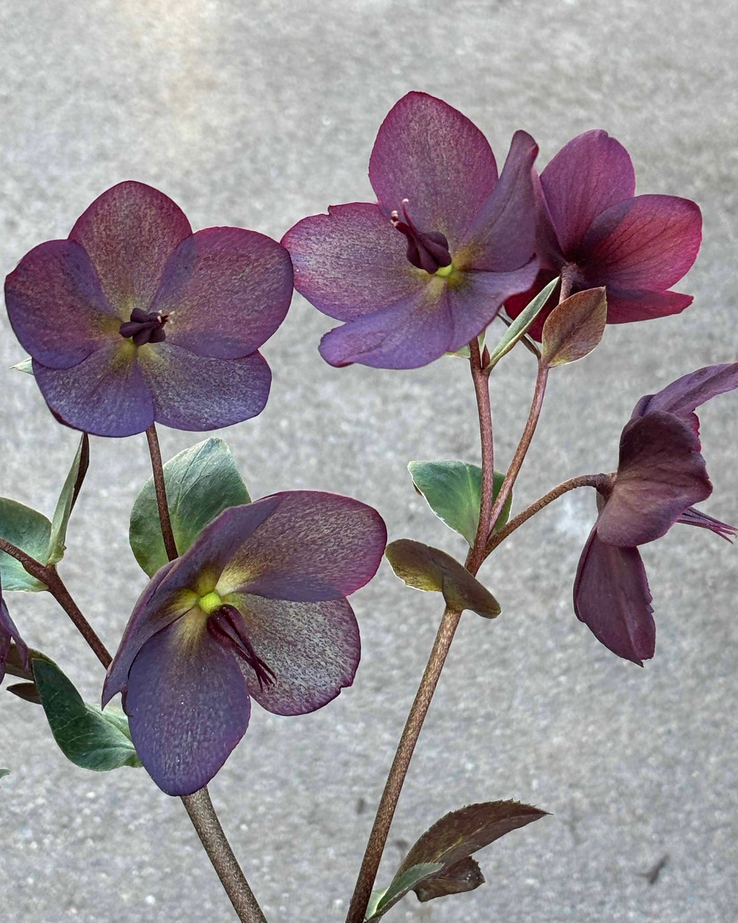 Eleboras 'Roses Red'