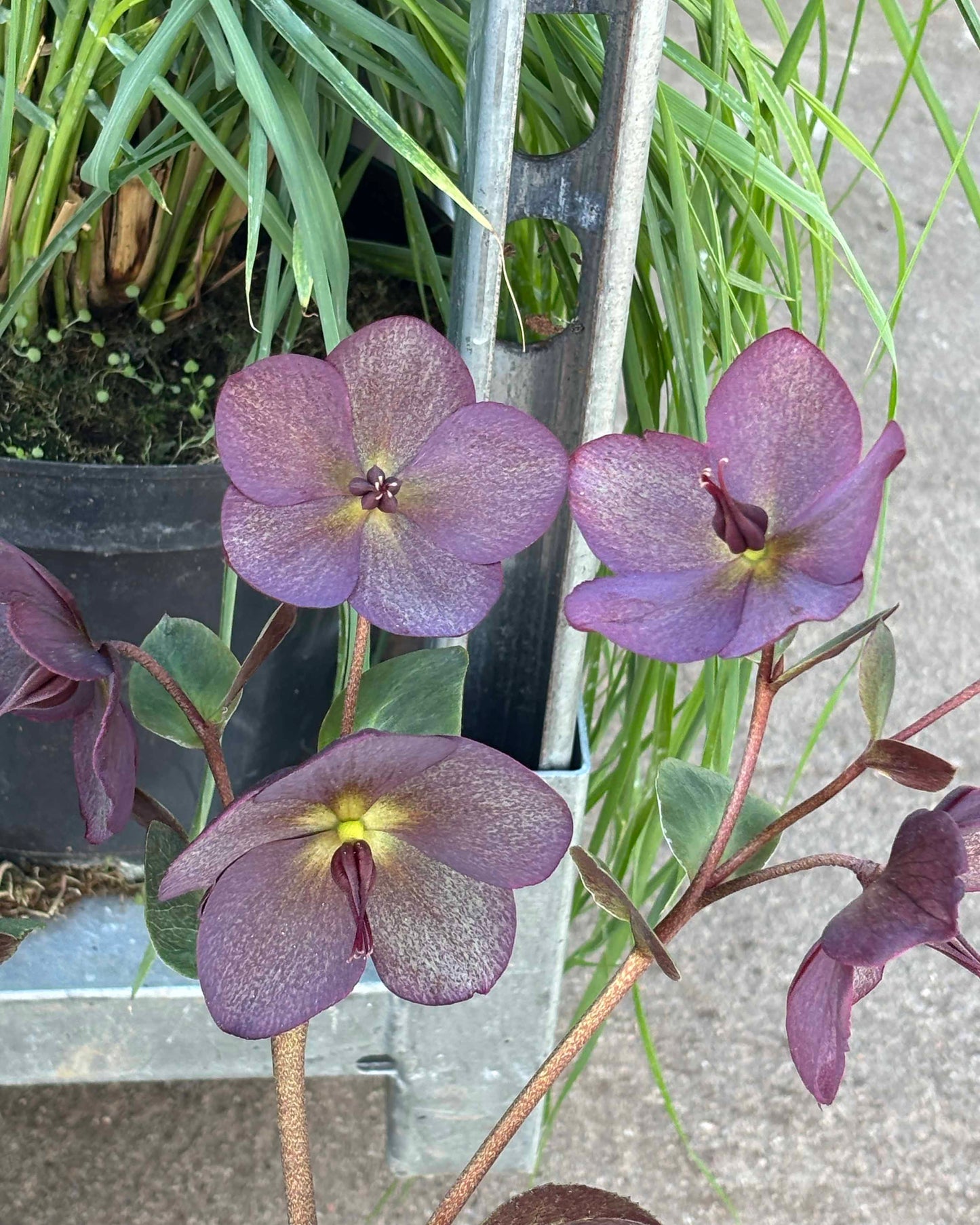 Eleboras 'Roses Red'