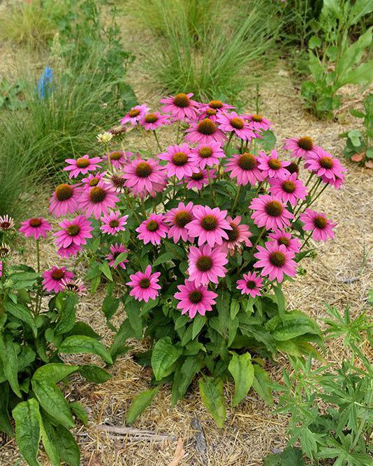 Ežiuolė ‘Pearl Dark Pink’