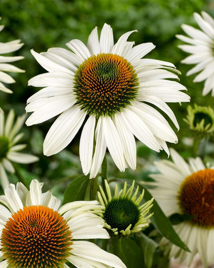 Ežiuolė ‘Pearl White’