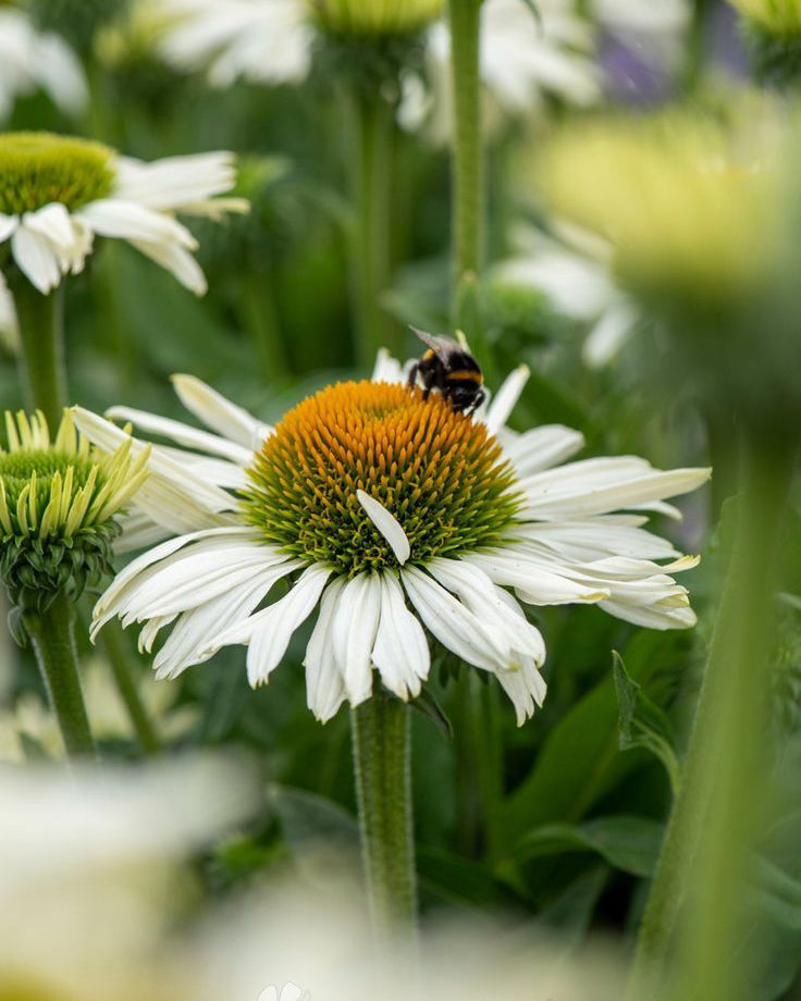 Ežiuolė ‘Pearl White’