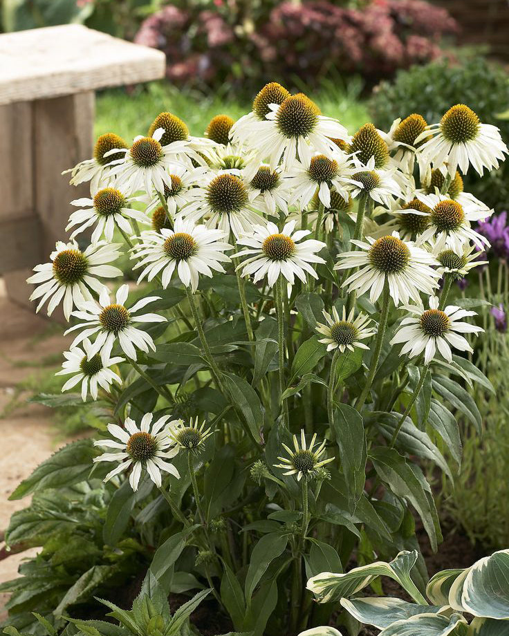 Ežiuolė ‘Pearl White’