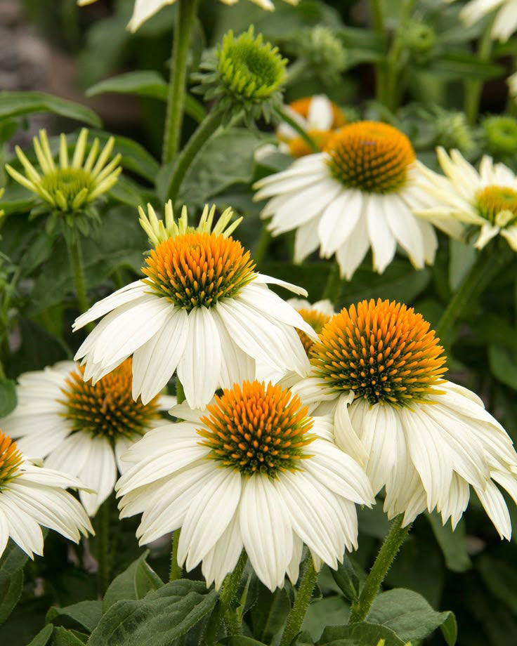 Ežiuolė ‘Pearl White’