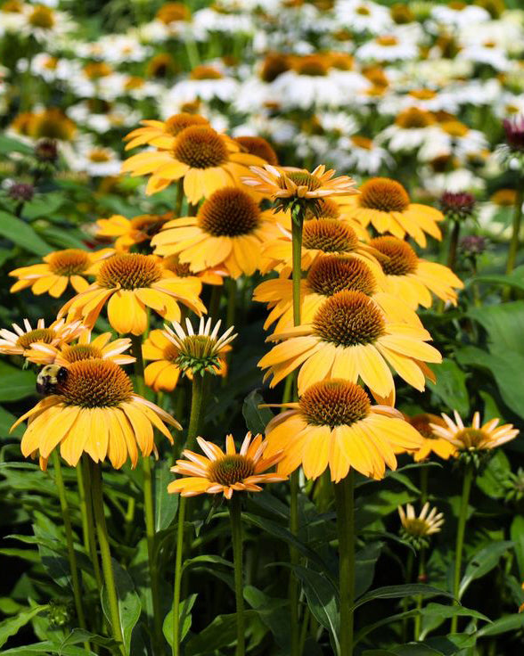 Ežiuolė 'Sombrero Compact Yellow'