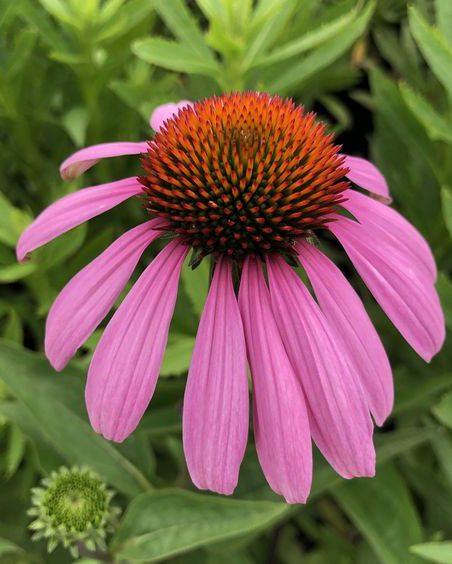 Ežiuolė 'Splendor Compact Dark Rose'