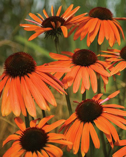 Ežiuolė 'SunMagic Vintage Orange'