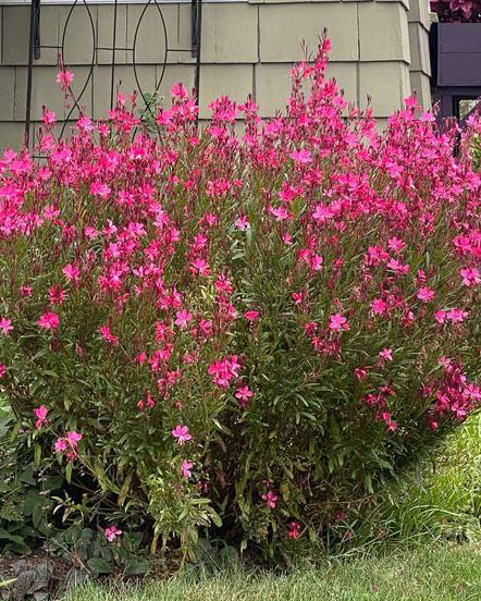 Gaura Baby Butterfly® Dark Pink