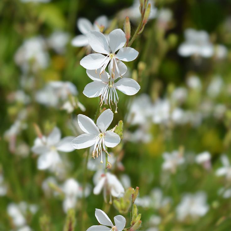 Gaura ‘Steffi White’