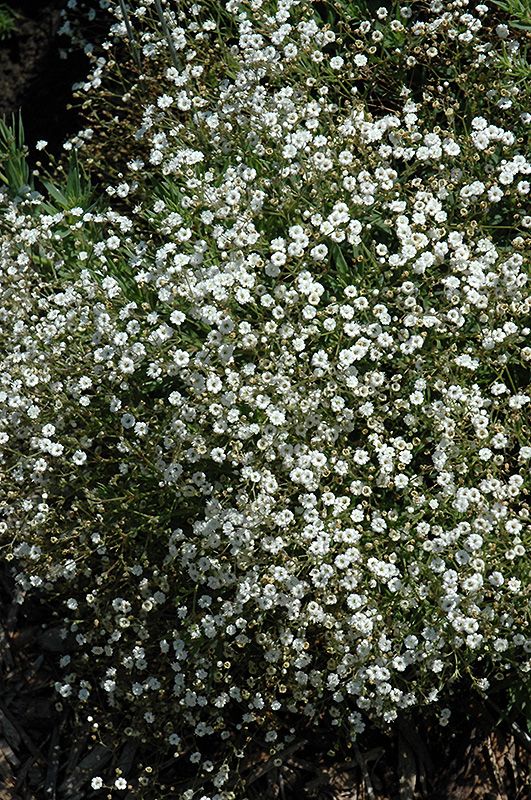 Guboja 'Star Flakes'