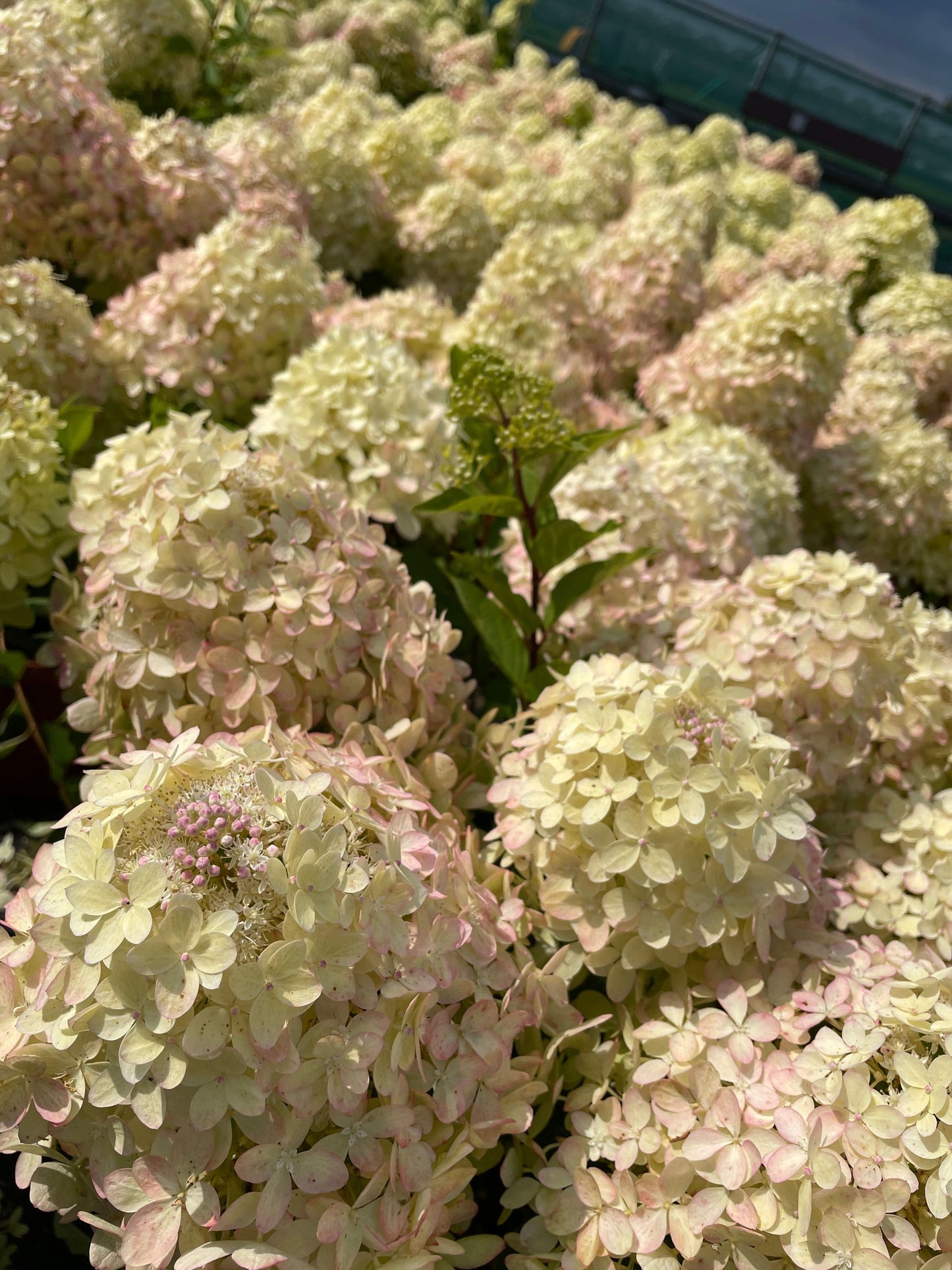 Hortenzija ‘Garden Lights® XS Light’