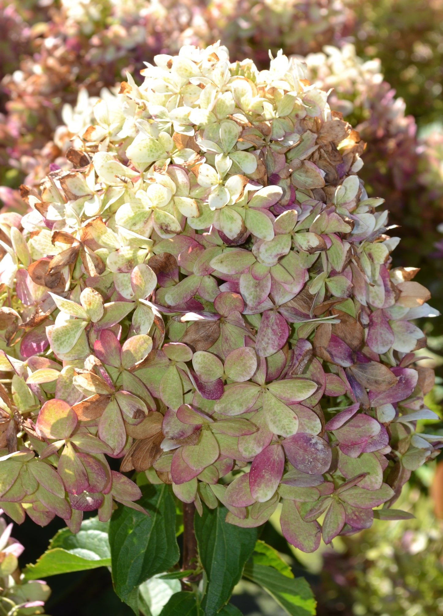Hortenzija ‘Garden Lights® XS Light’