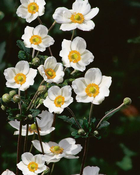 Japoninė Plukė Summer Breeze Snow