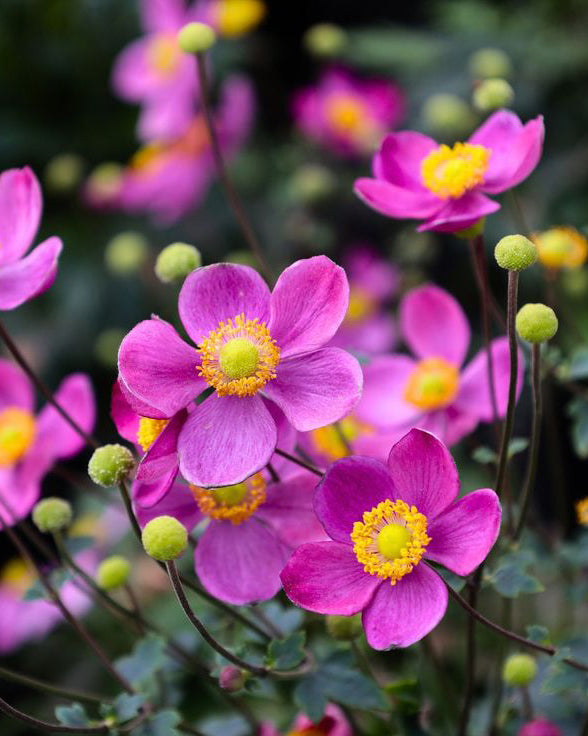 Japoninė Plukė Summer Breeze Vibrant Pink