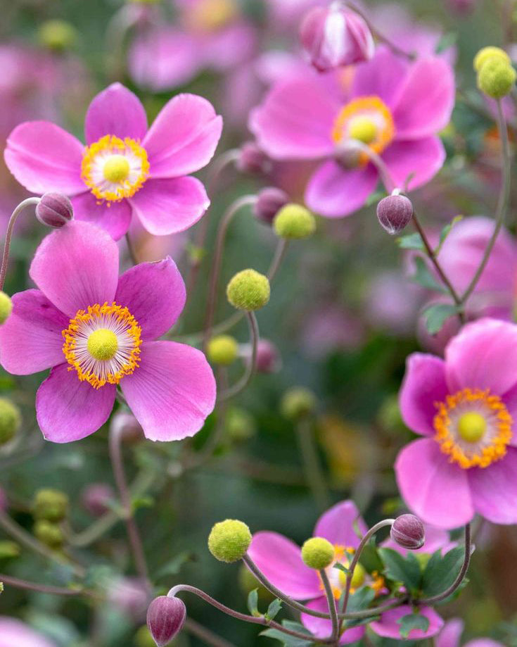 Japoninė Plukė Summer Breeze Vibrant Pink