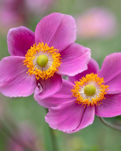 Japoninė Plukė Summer Breeze Vibrant Pink
