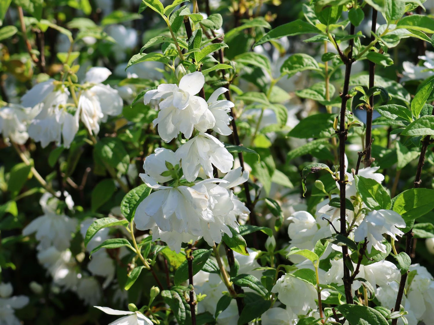 Jazminas ‘Little White Love’