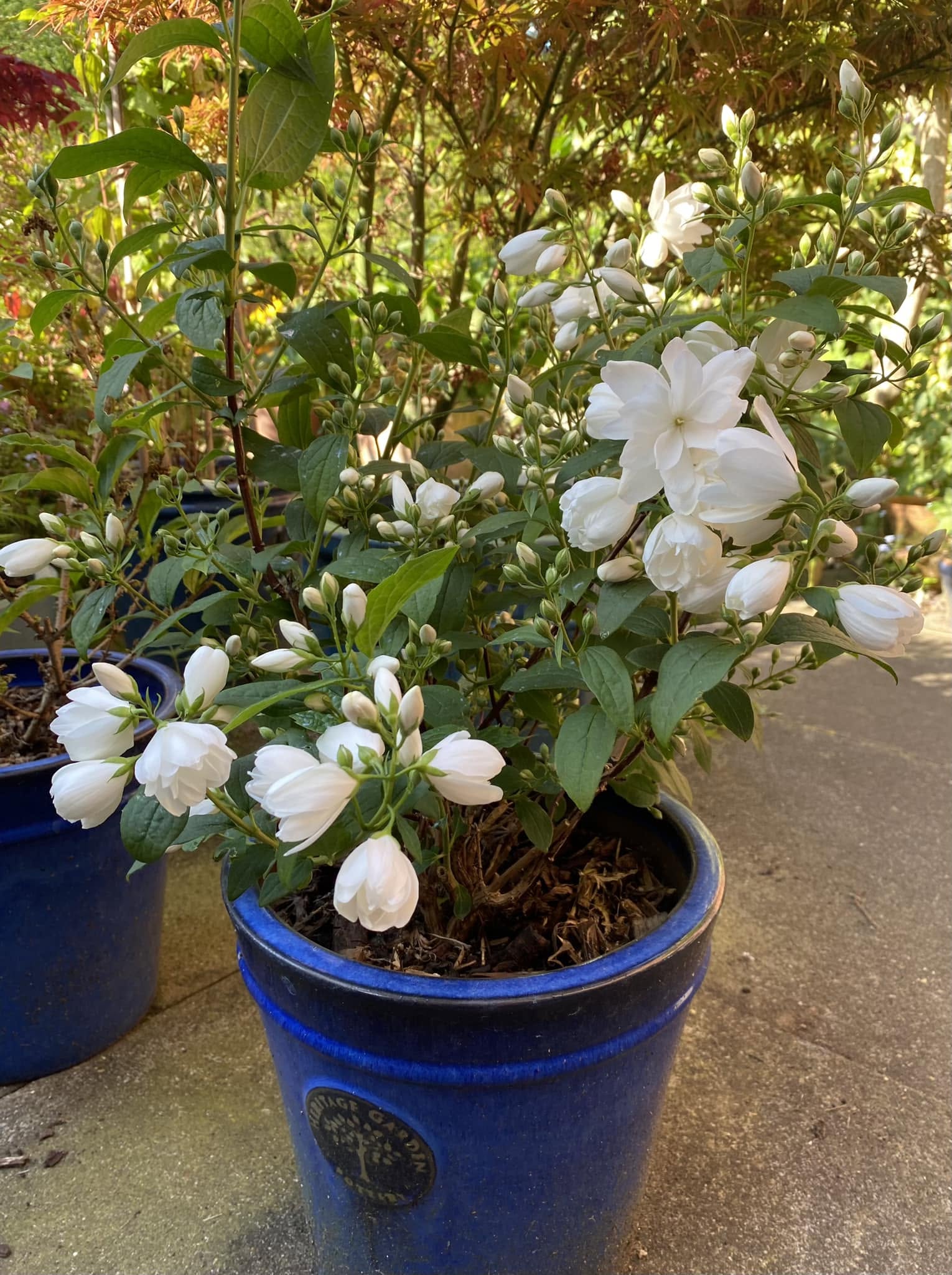 Jazminas 'Little White Love' – Nakų ūkis