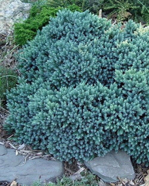 Kadagys 'Blue Star'