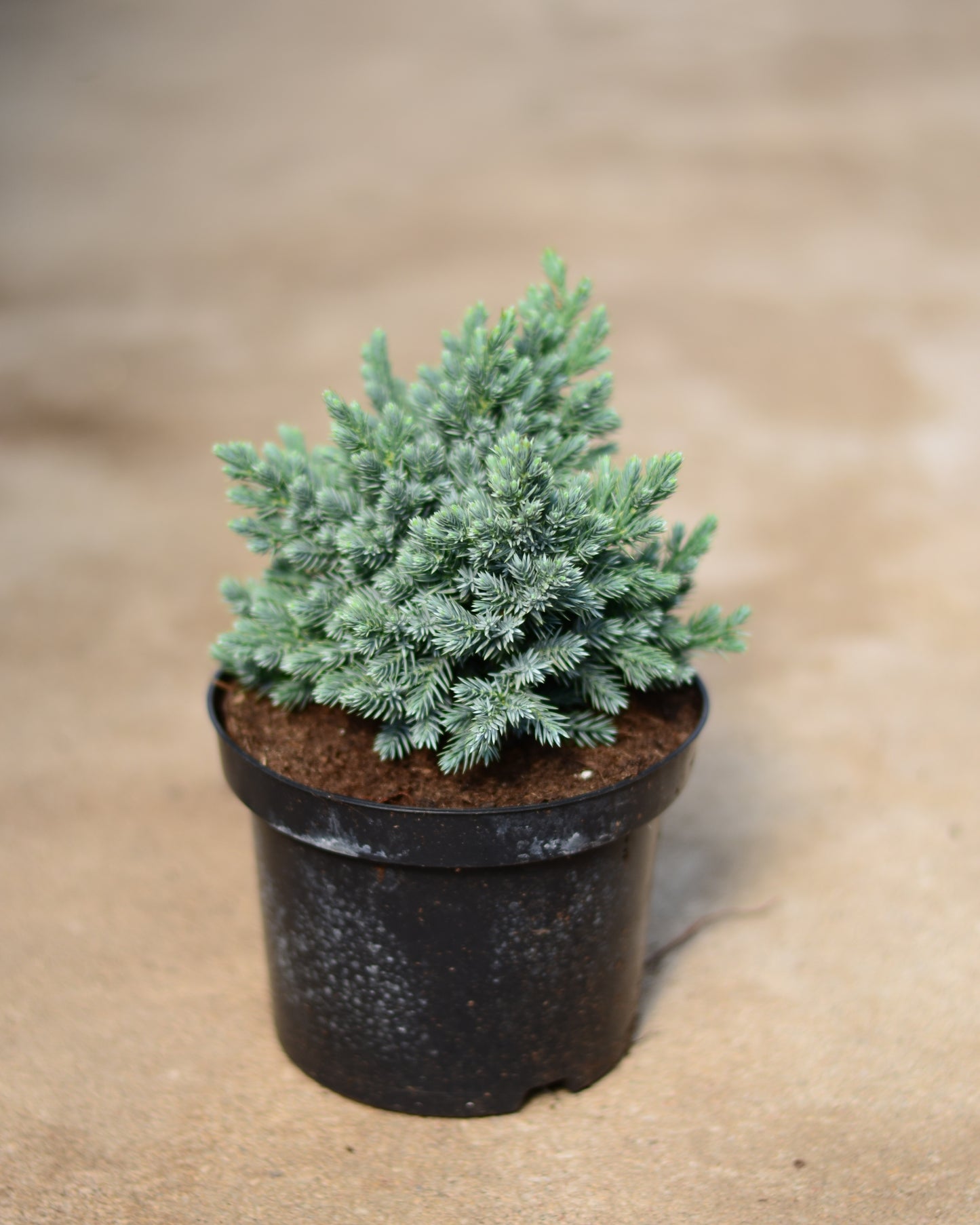 Kadagys 'Blue Star'
