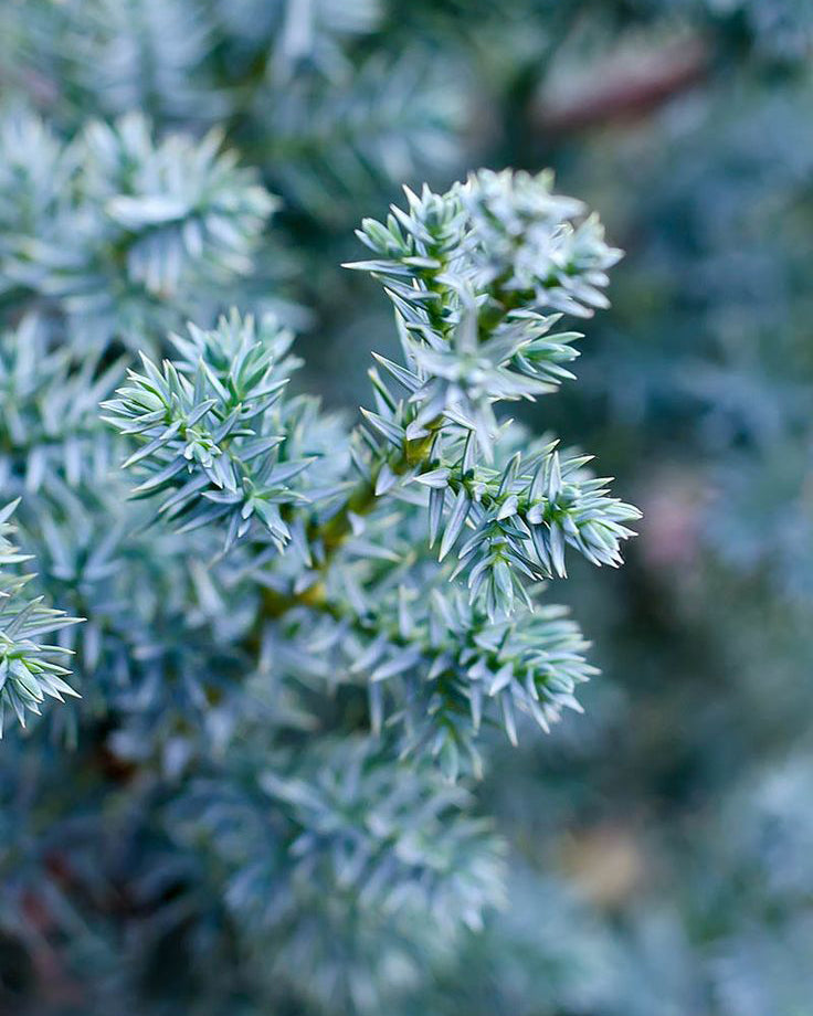 Kadagys 'Blue Star'
