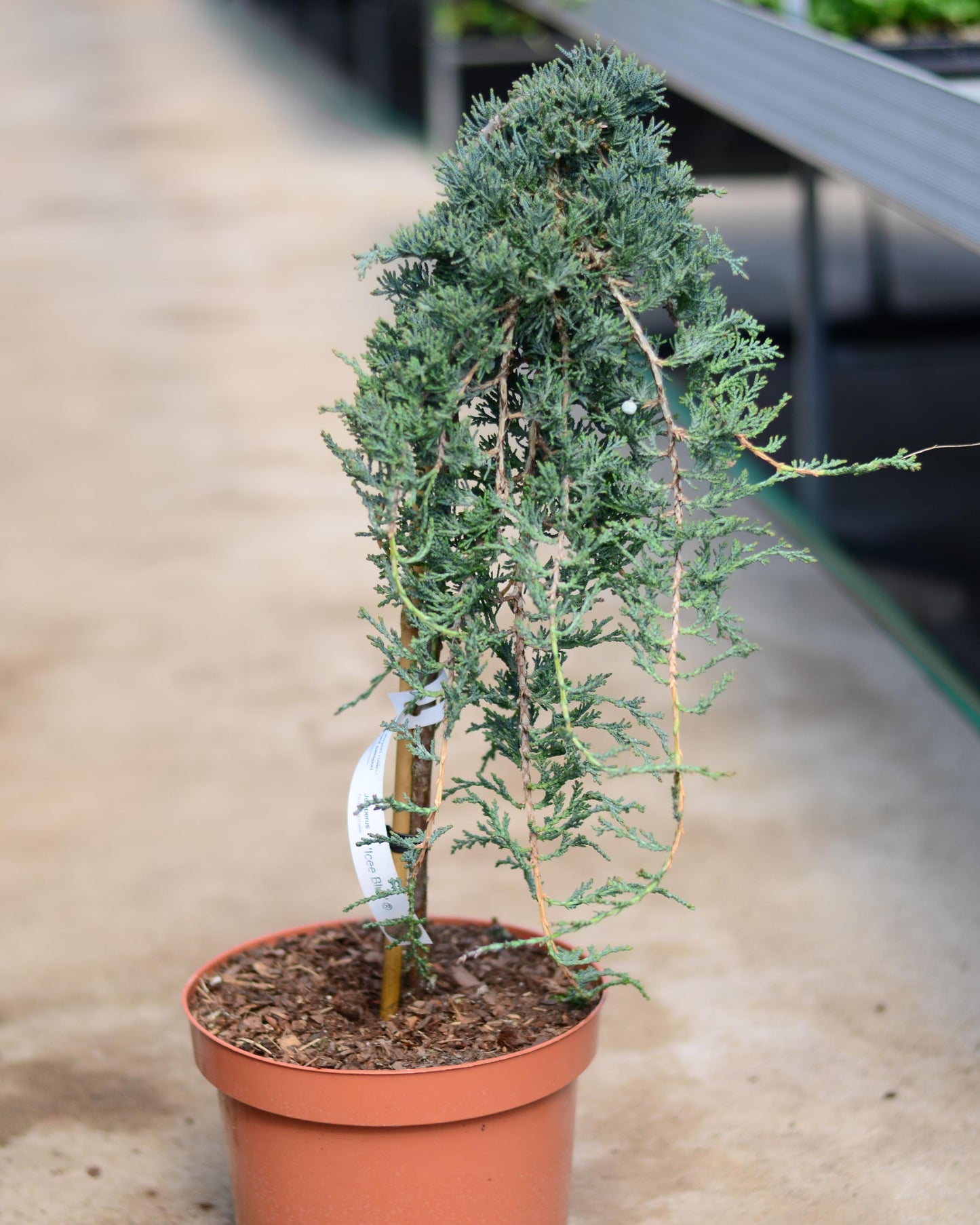 Kadagys 'Ice blue' (Skiepytas)