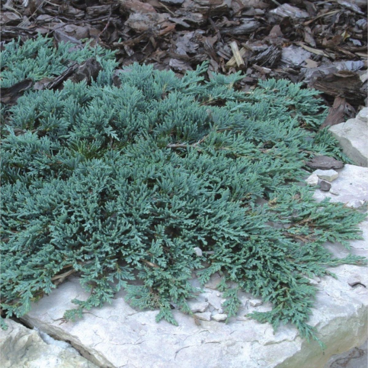 Kadagys 'Ice blue'